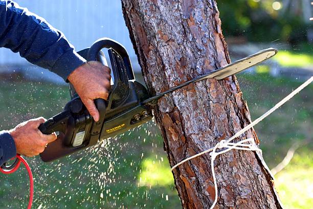 Best Leaf Removal  in Sunnyside, CA