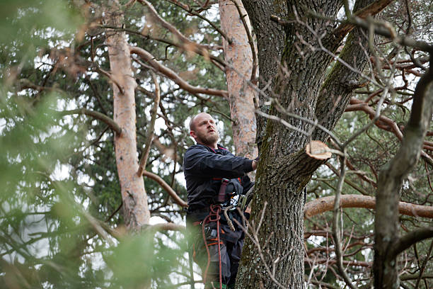 Best Hazardous Tree Removal  in Sunnyside, CA